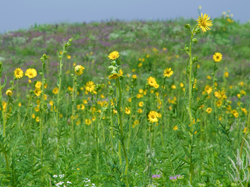 Prairie mesic