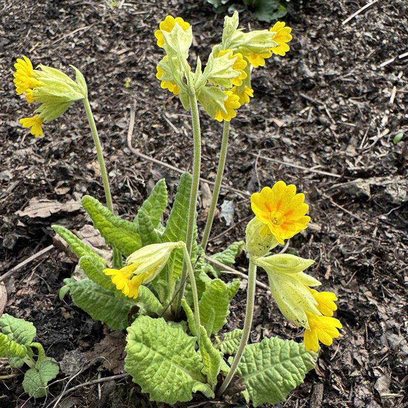 Cowslip Primrose