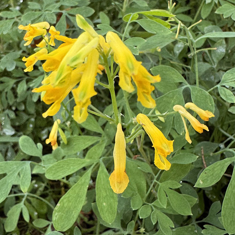 Pseudofumaria lutea