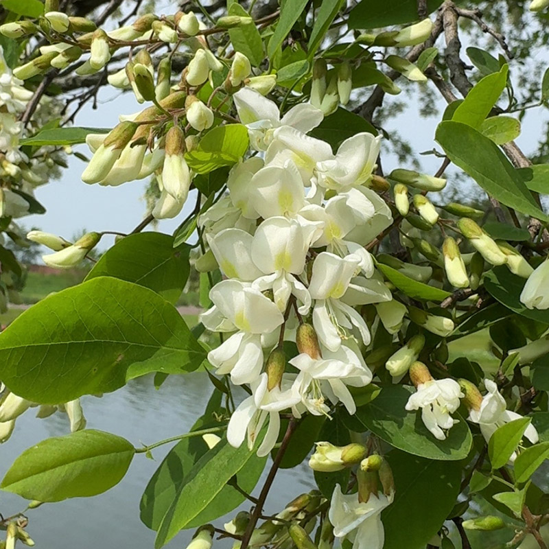 Robinia pseudoacacia unifolia