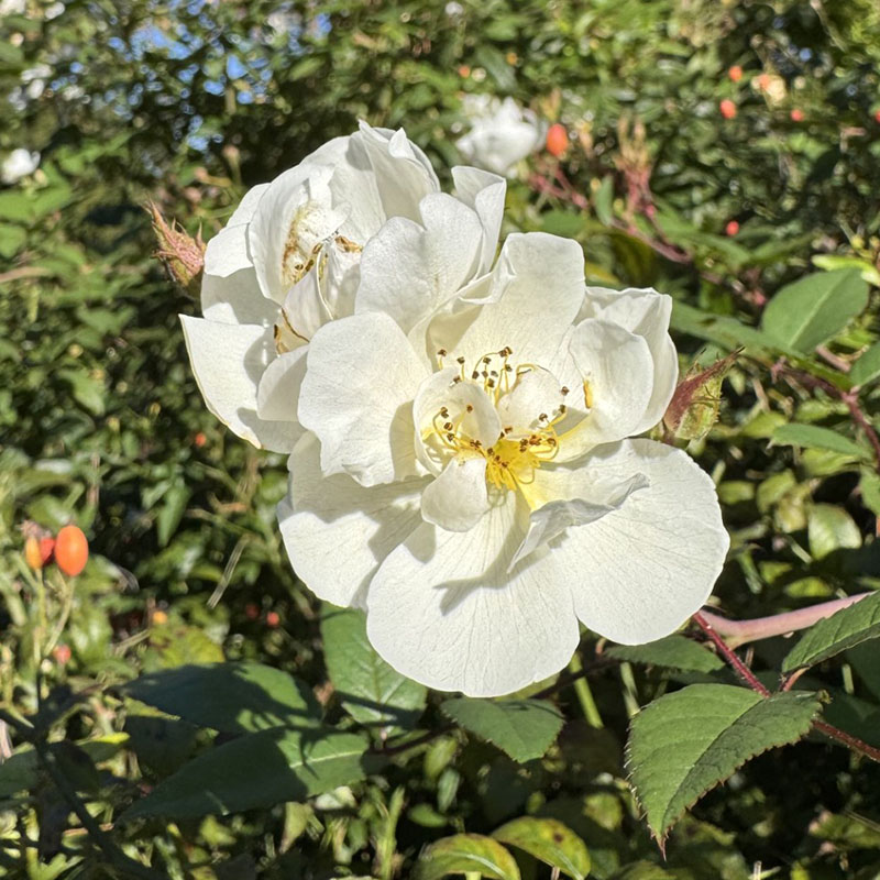 Rosa ‘Darlow’s Enigma’