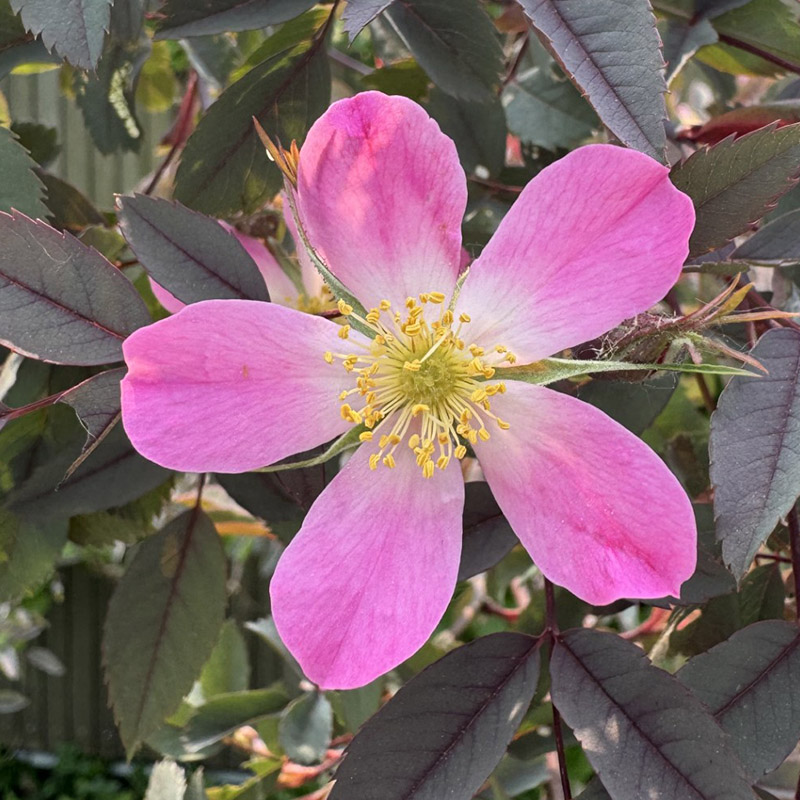 rosa glauca