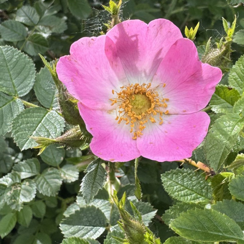 Rosa rubiginosa