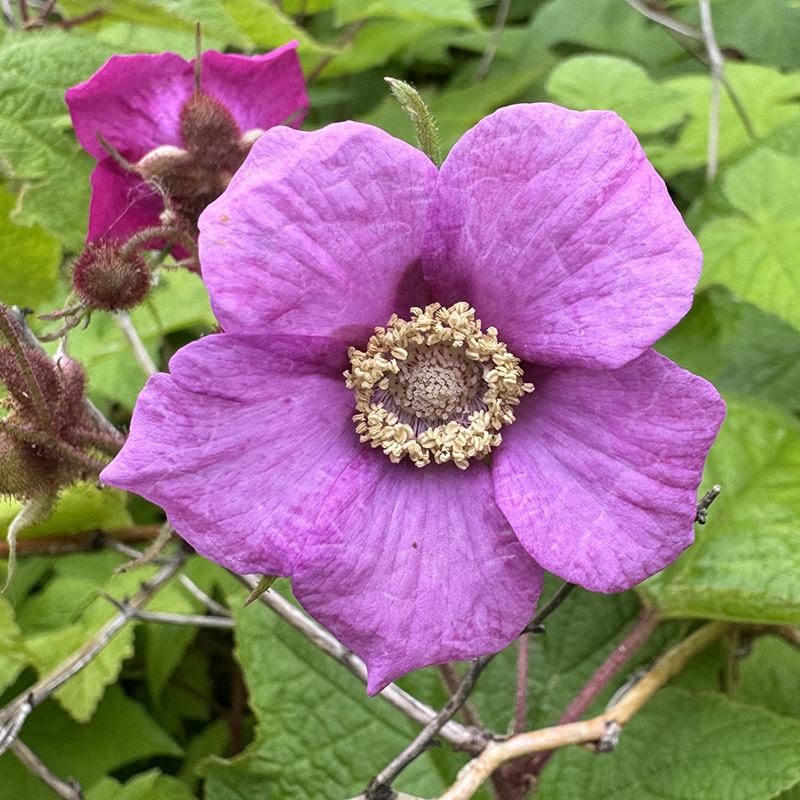 Rubus odoratus