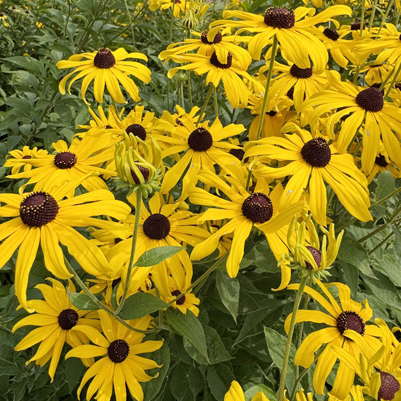Rudbeckia subtomentosa