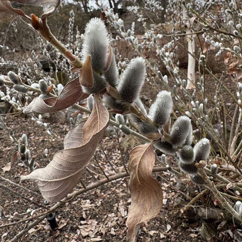 Salix gracilistyla