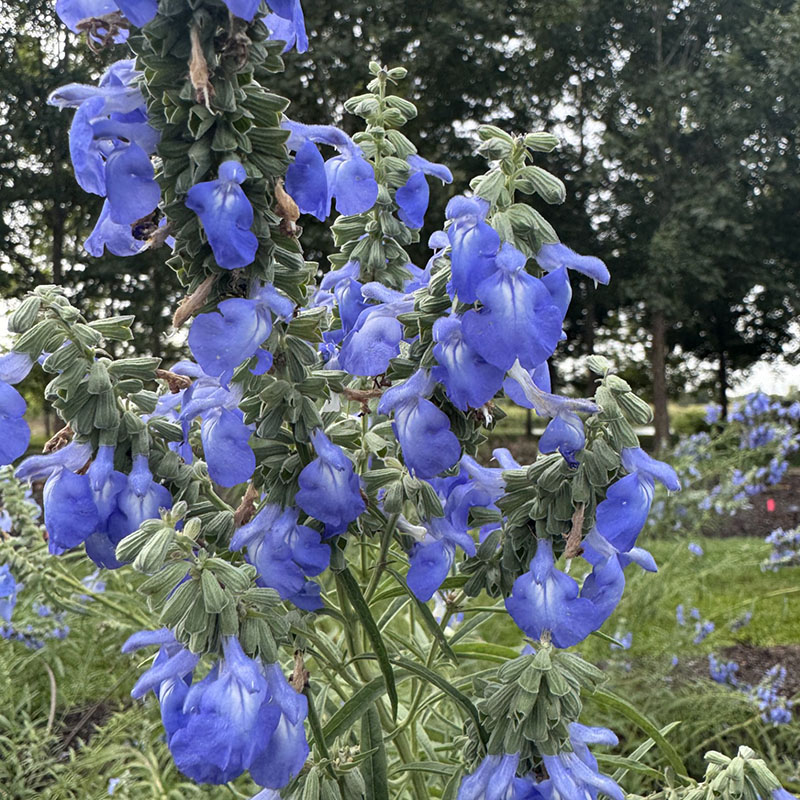 Salvia azurea