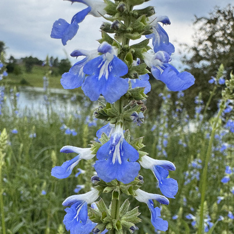 Salvia uliginosa