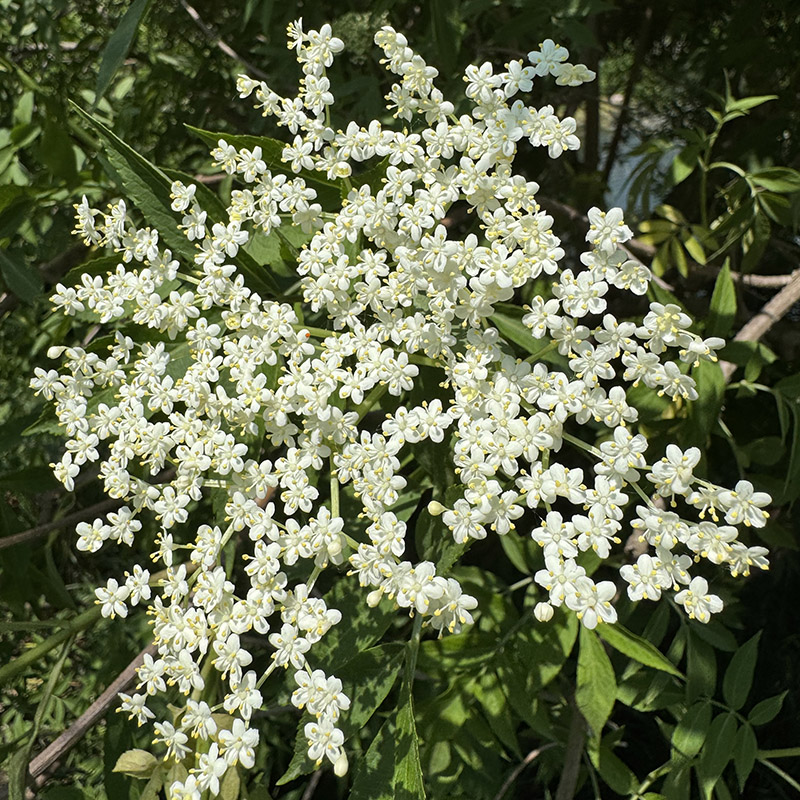 Sambucus canadensis