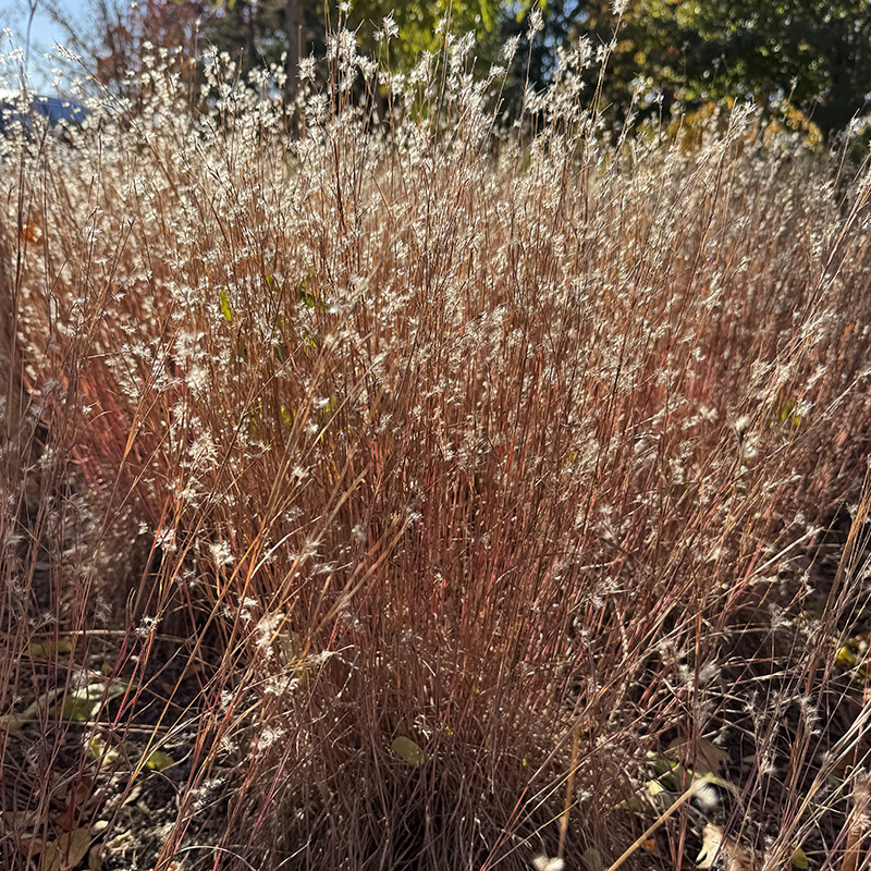 Schizachyrium scoparium ‘Little Red Fox’