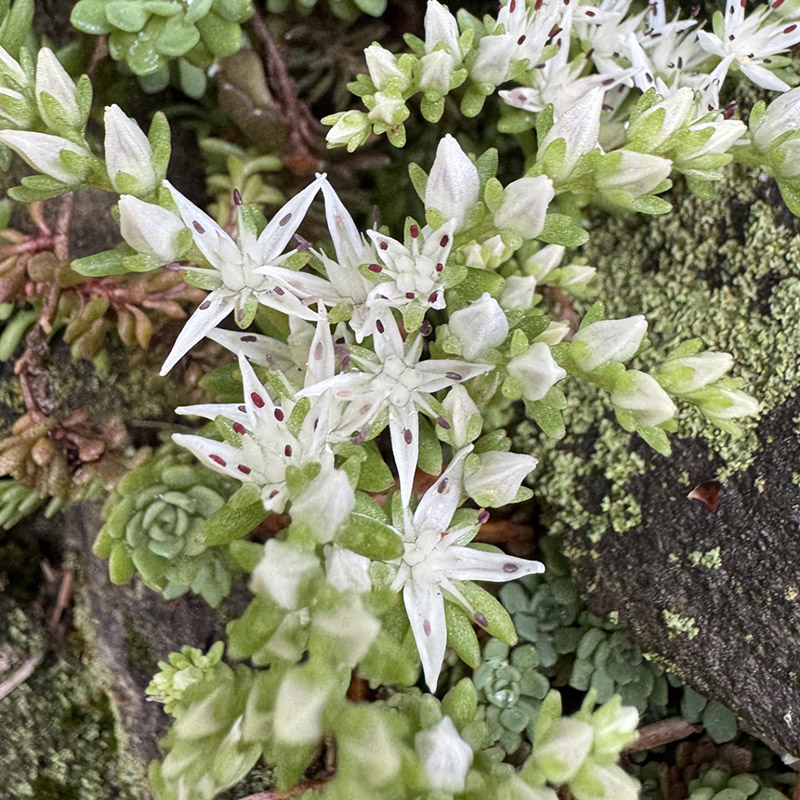 sedum glaucophyllum