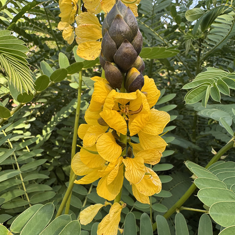 Senna didymobotrya