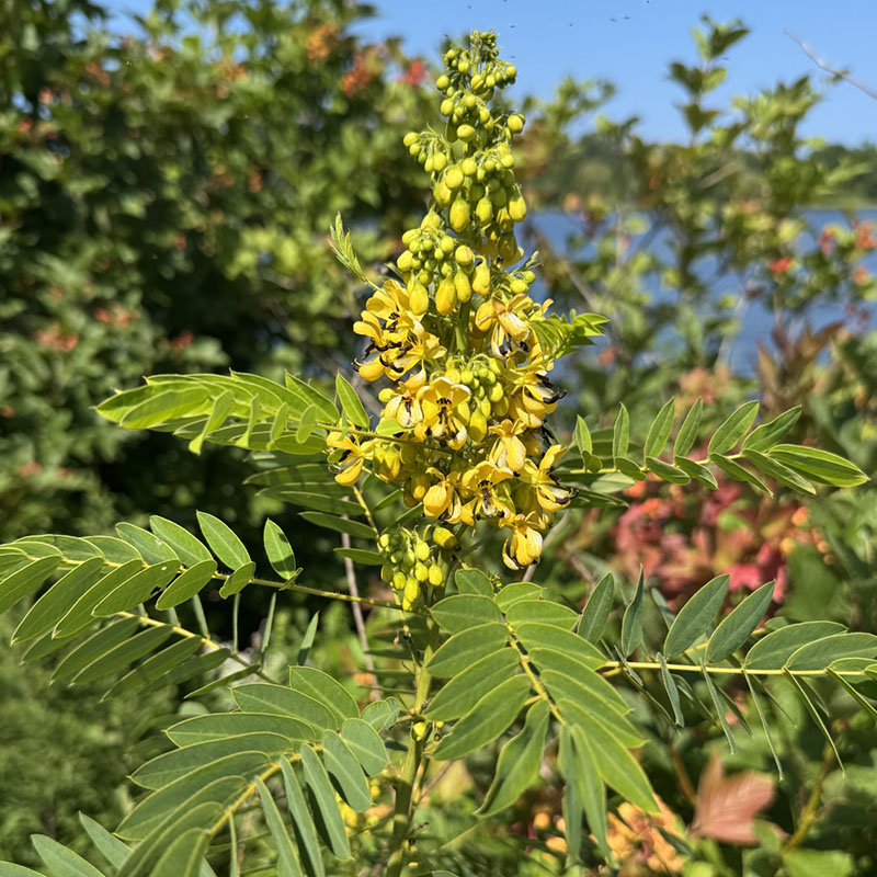 Senna hebecarpa