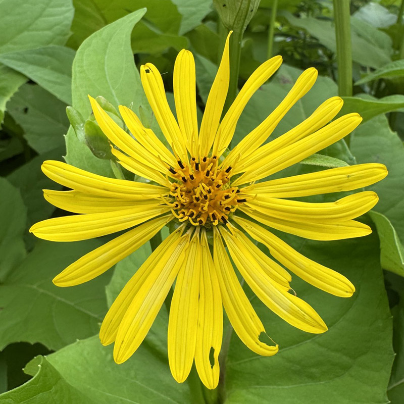Silphium perfoliatum ‘The Holy Grail’