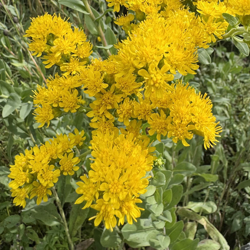 Solidago rigida