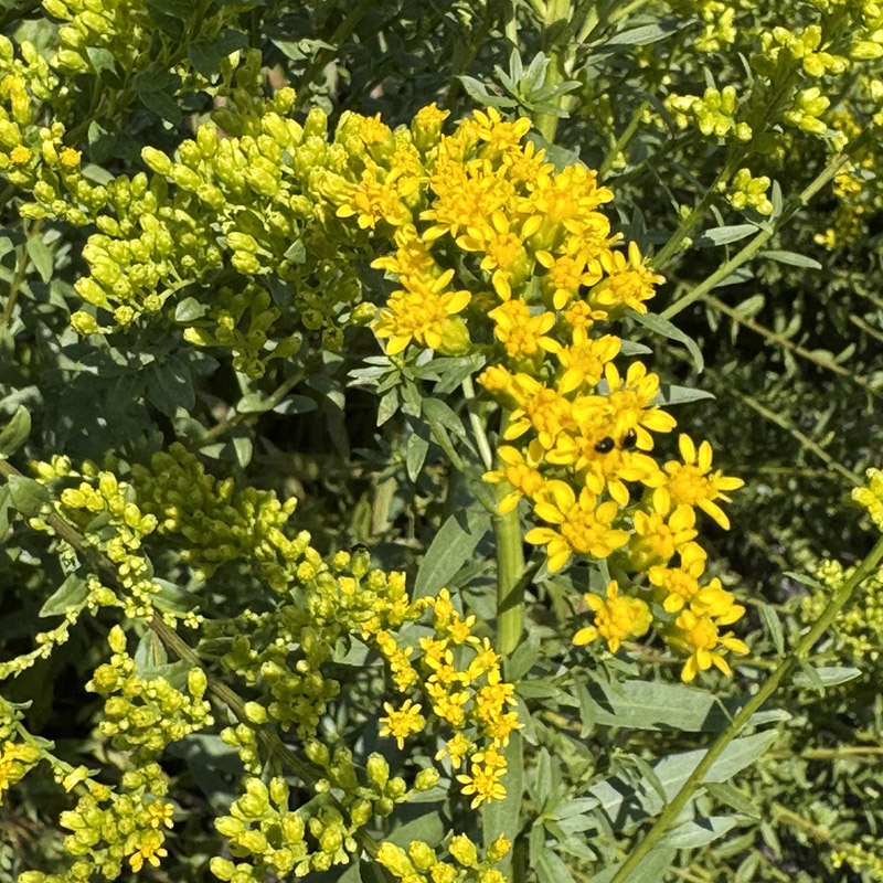 Solidago shortii ‘Solar Cascade’