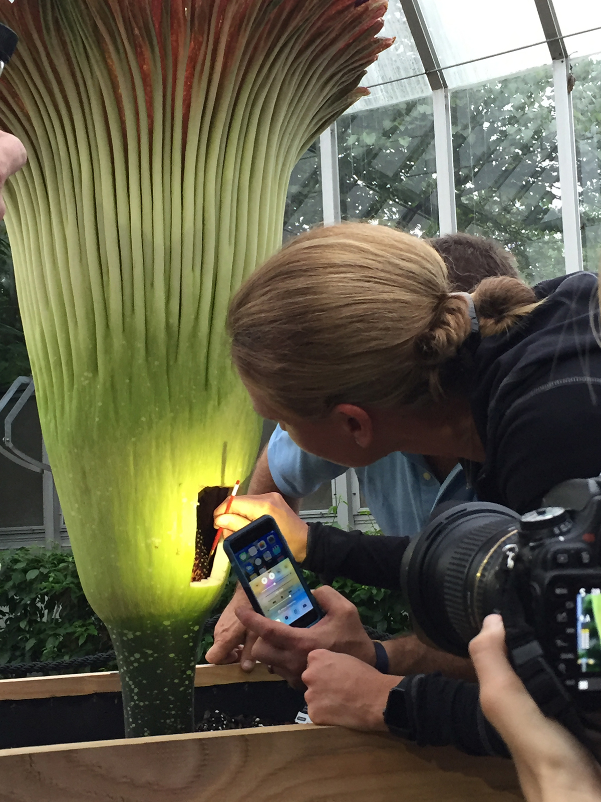 pollinating a titan