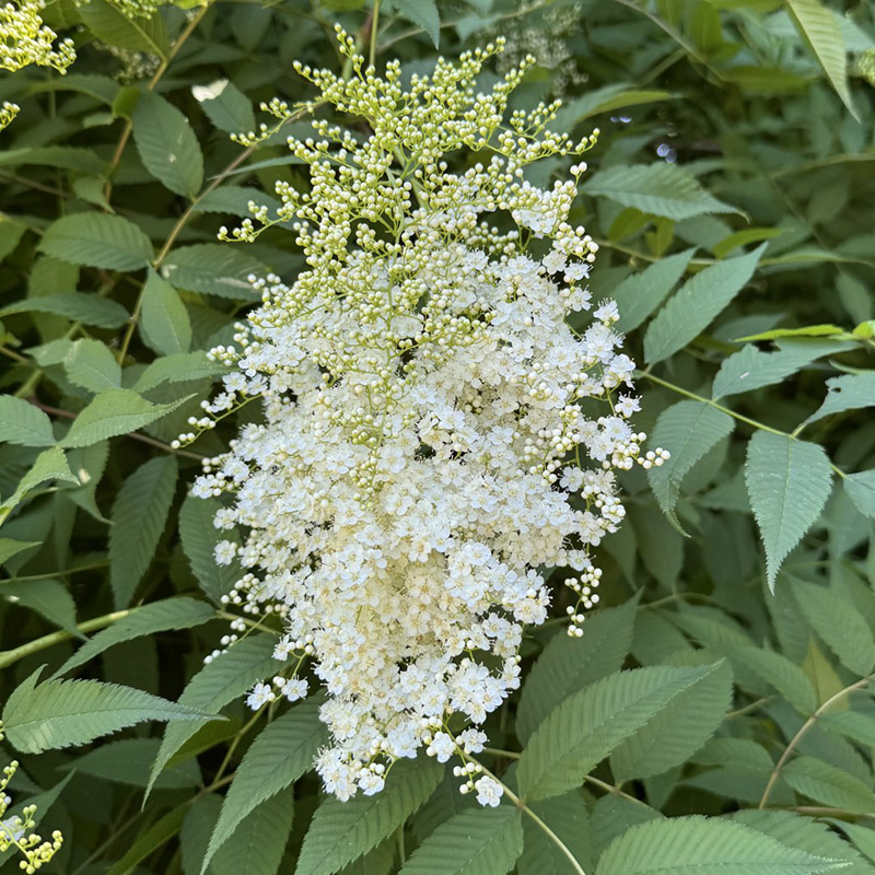Sorbaria kirilowii var. arborea