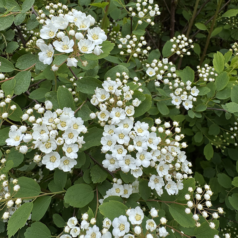 Spiraea × vanhouttei ‘Renaissance’