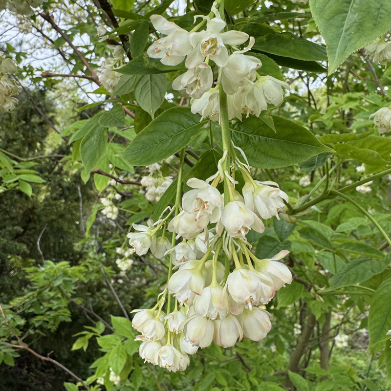 Staphylea pinnata