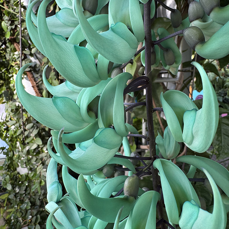 Strongylodon macrobotrys