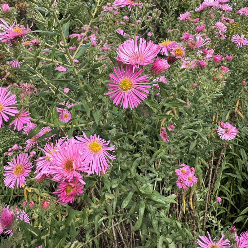 Symphyotrichum novae-angliae ‘Honeysong Pink’