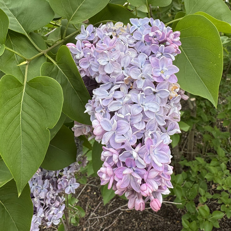 Paul Thirion Common Lilac