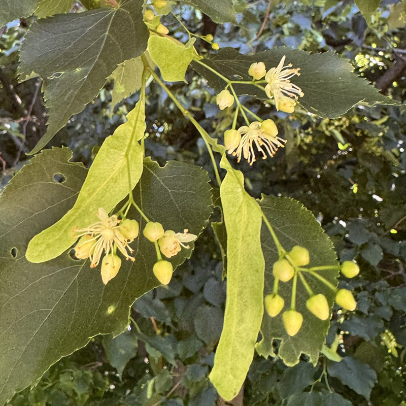 Tilia cordata