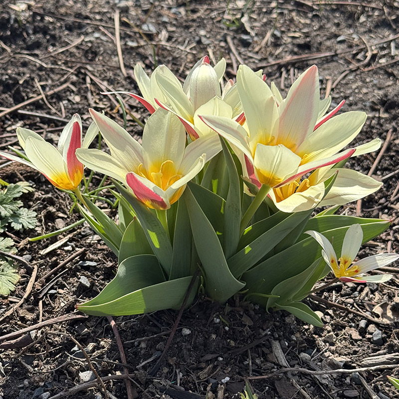 Tulipa kaufmanniana ‘The First’