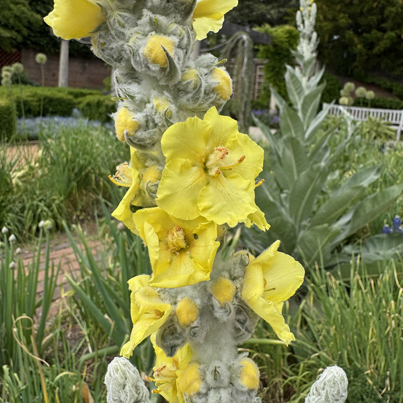 Arctic Summer Mullein