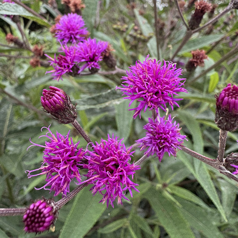 Vernonia noveboracensis