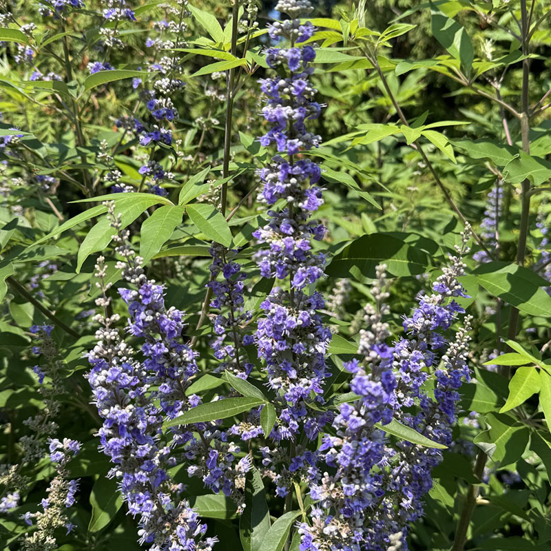 Vitex agnus-castus ‘Shoal Creek’