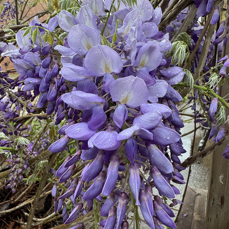 Wisteria frutescens ‘Amethyst Falls’ 