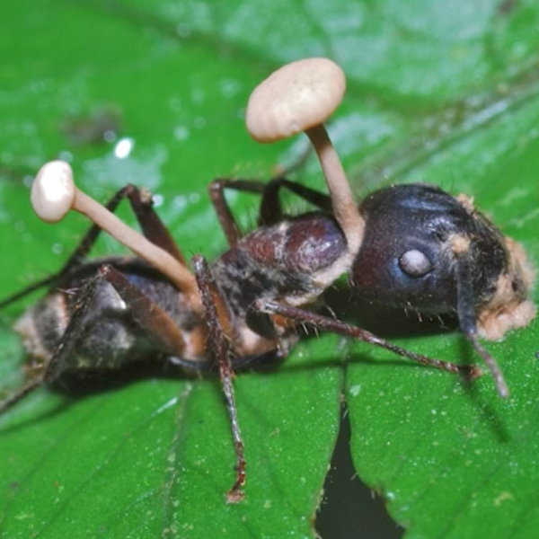 Zombie fungus ants