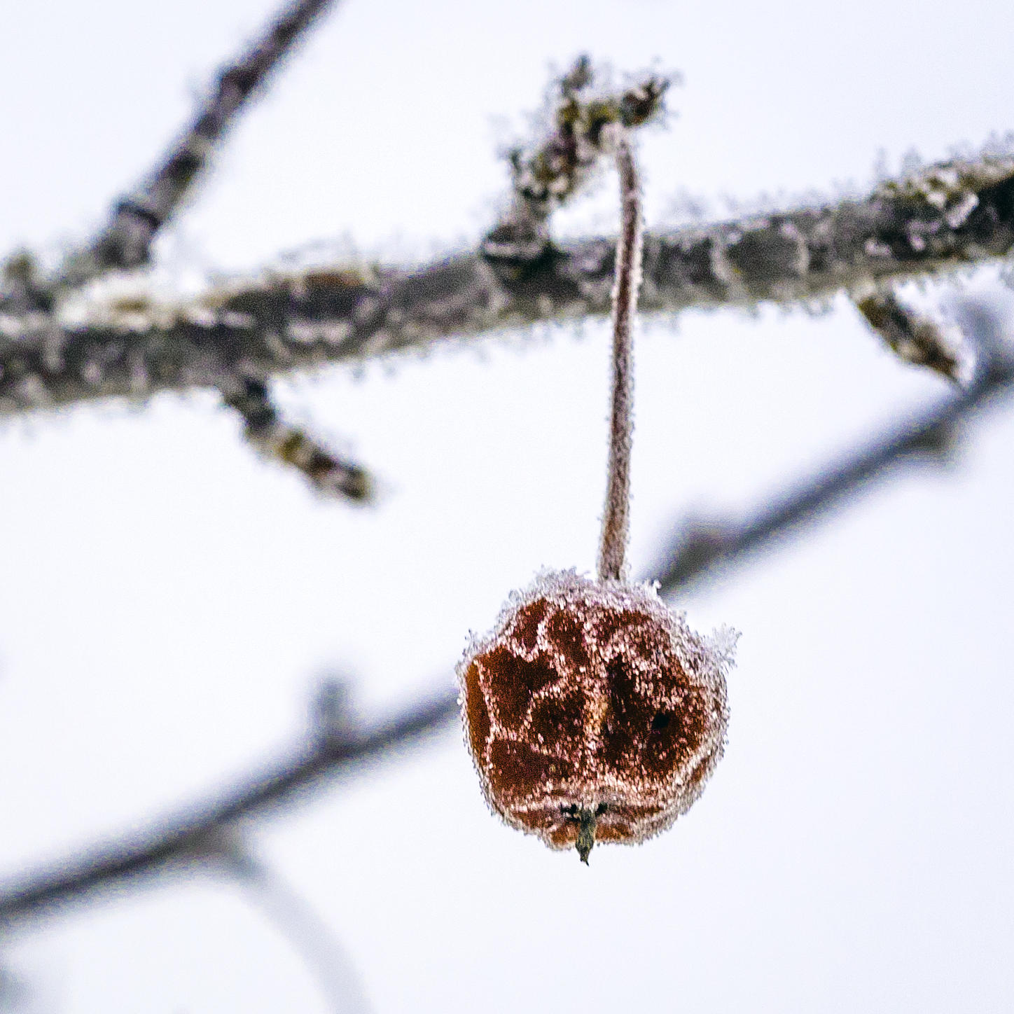 icy branch