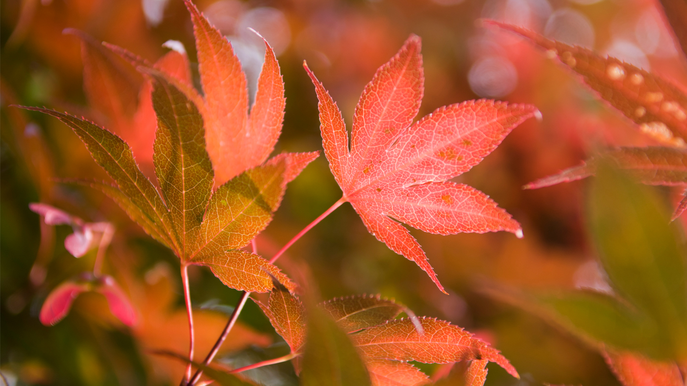 acer palmatum 'Hefner's Red'