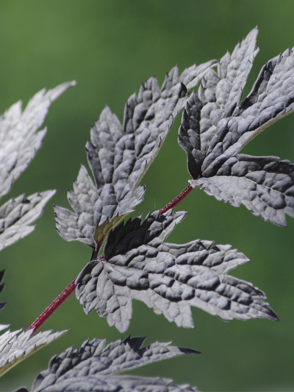 Actaea simplex 'Hillside Black'