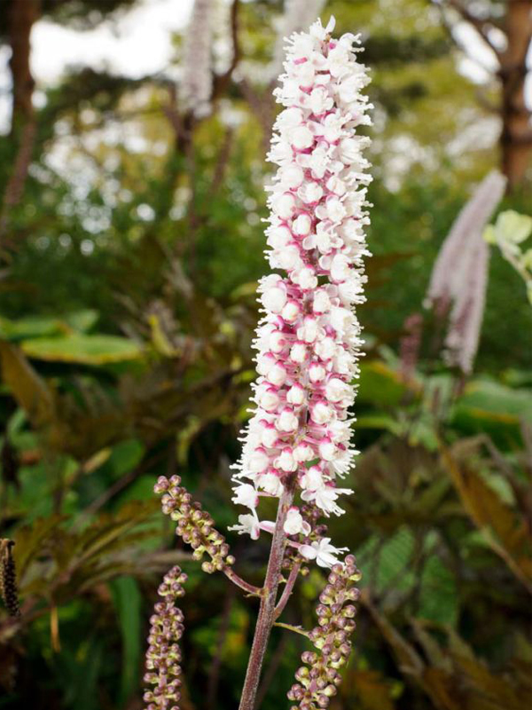 Actaea simplex 'Brunette'