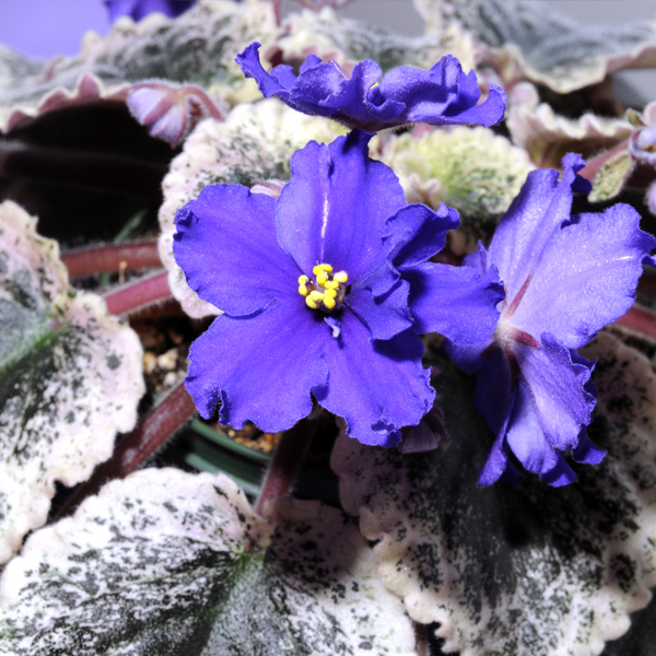 African violets