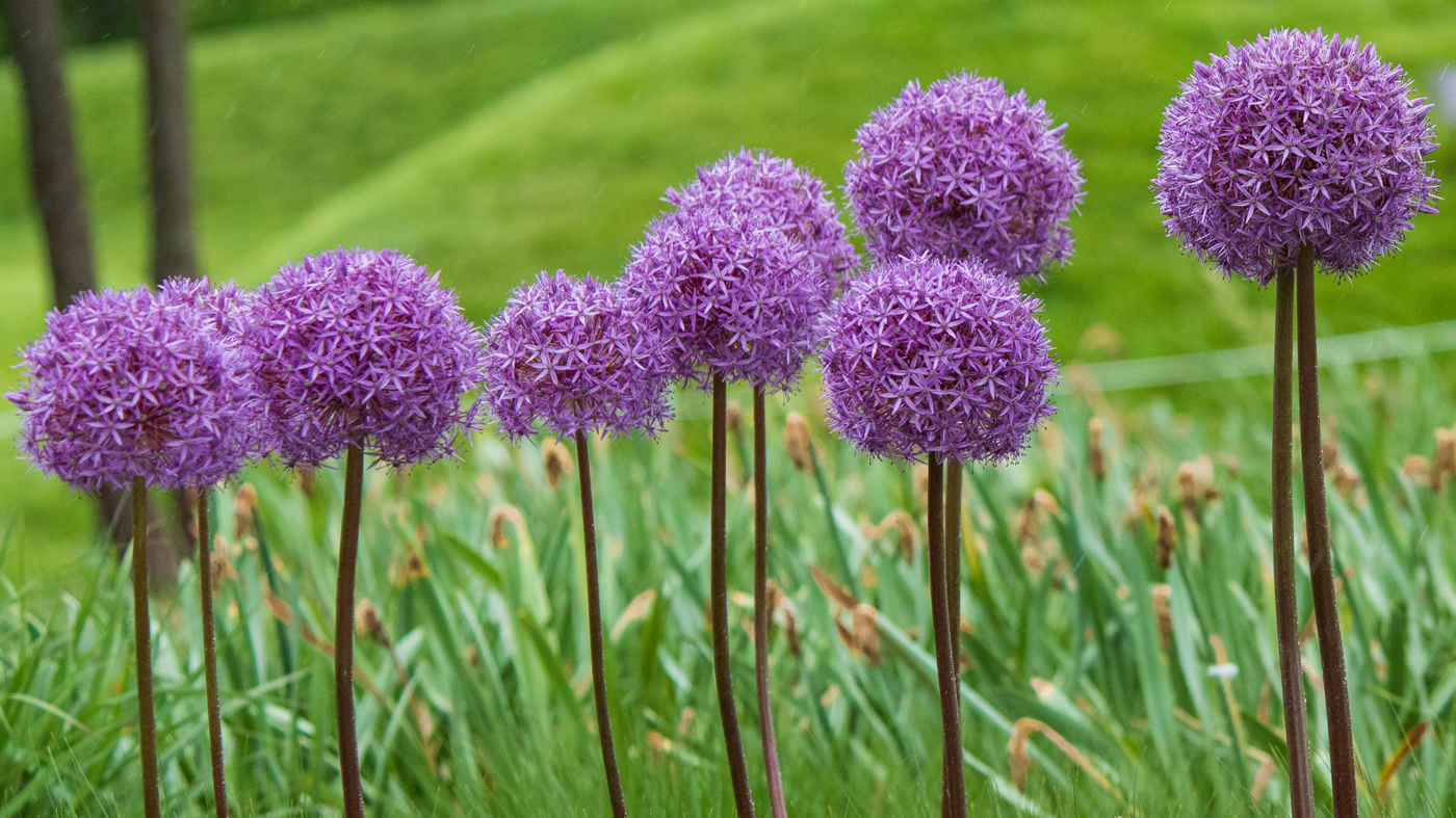 allium