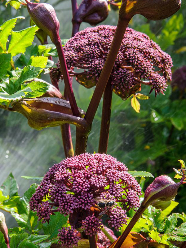 Angelica gigas