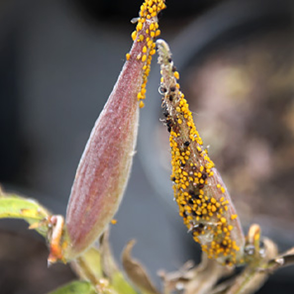 Aphids