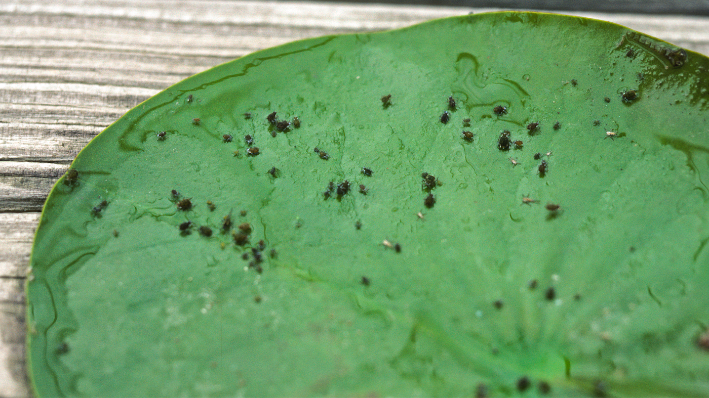 Black Vine Weevil
