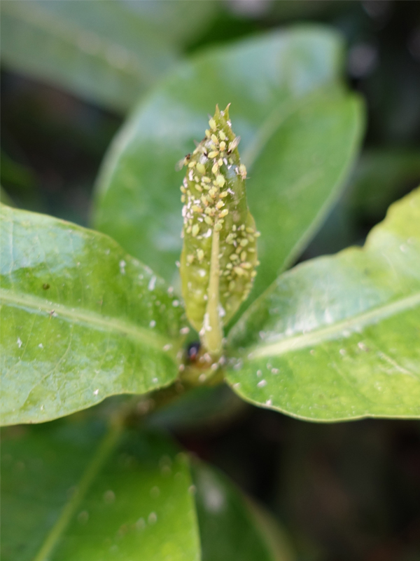 Aphids