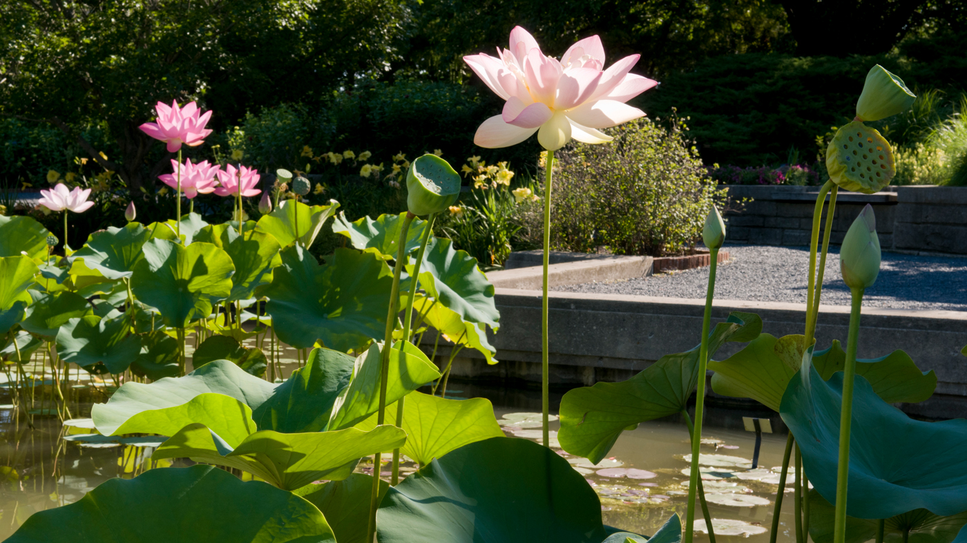 Aquatic Garden