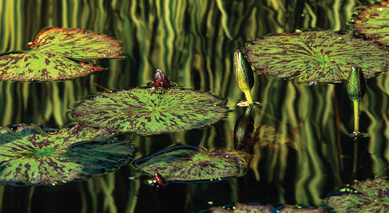 aquatic lilies