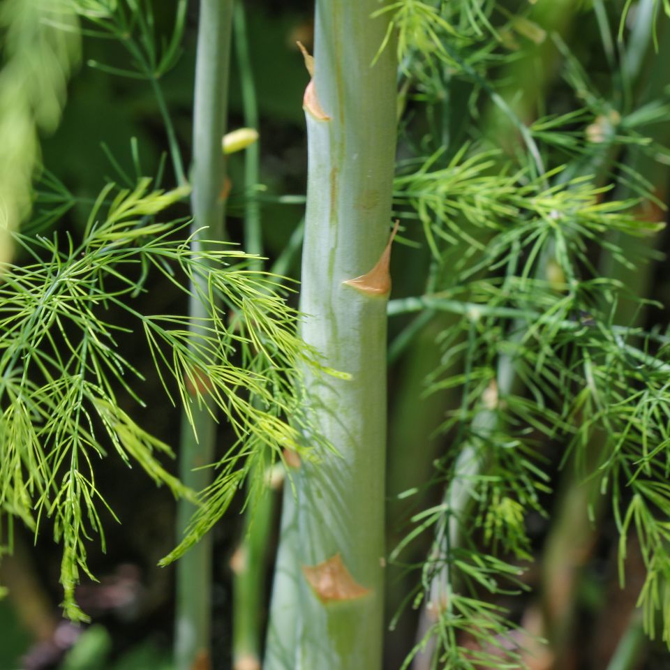 asparagus stem