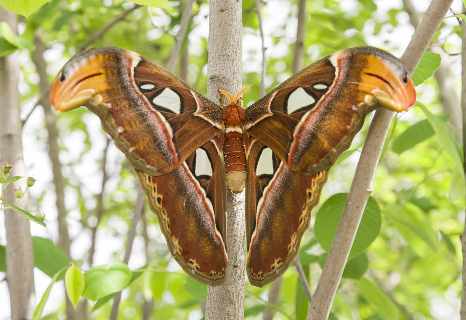 atlas moth