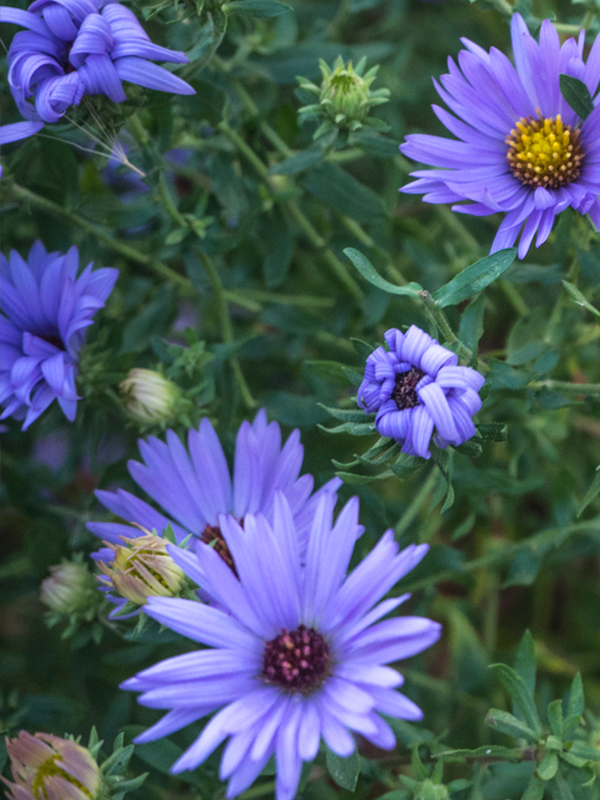 Autumn Blue Shade Anemone