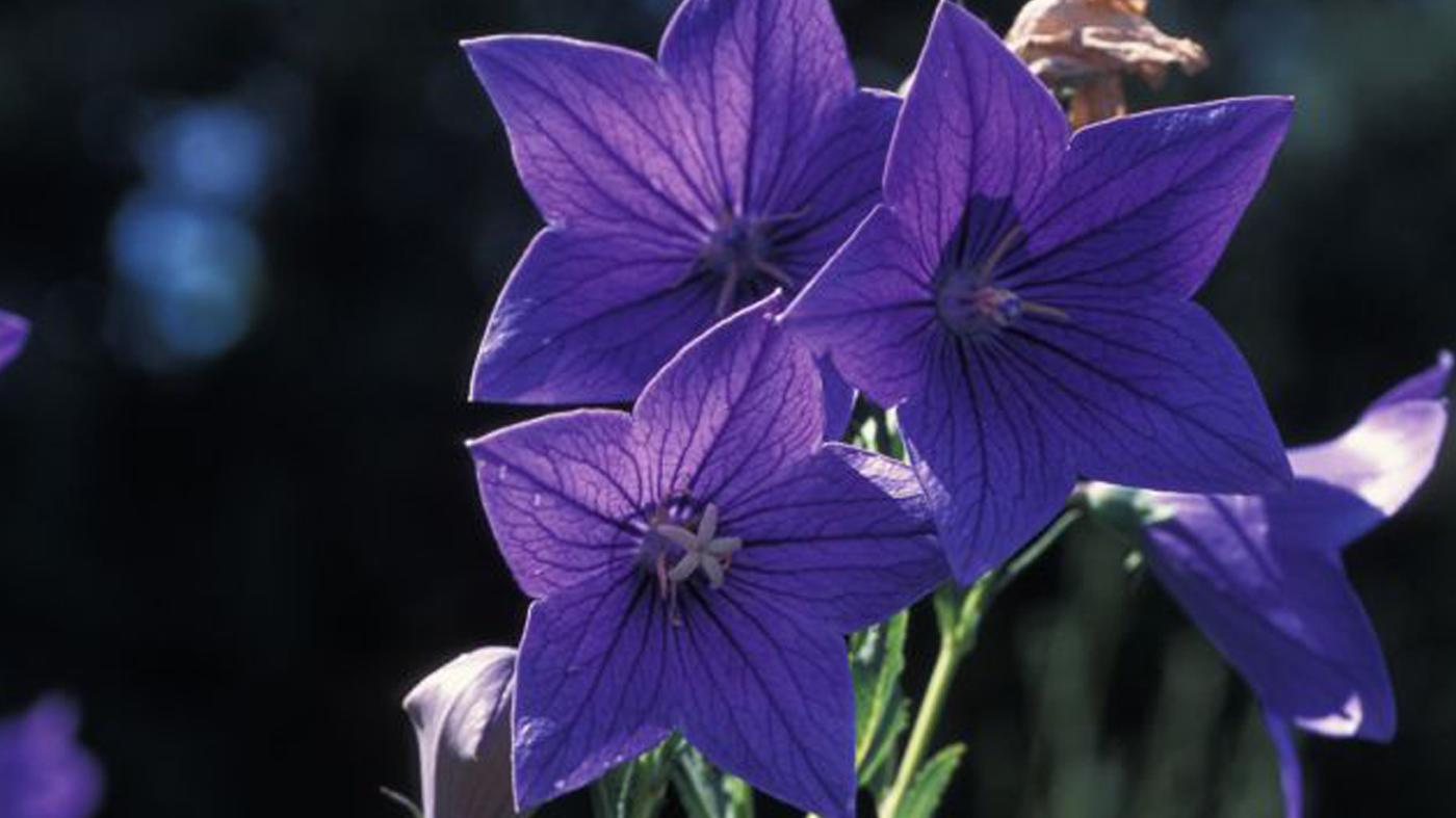 Balloon flower